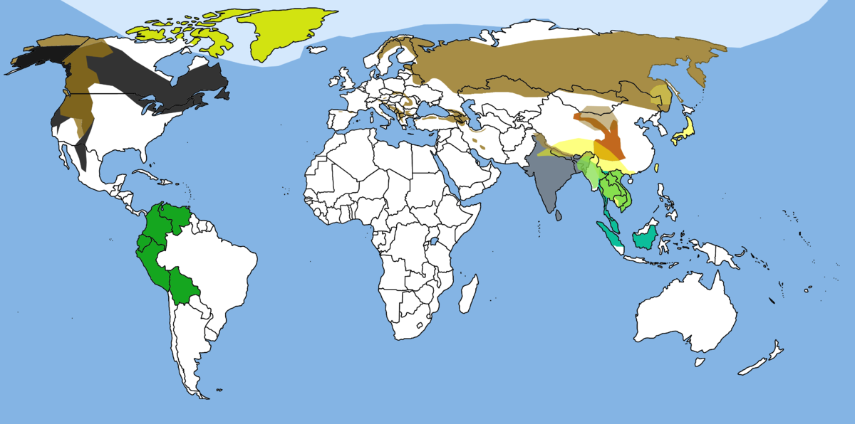 répartition des grandes espèces d'ours