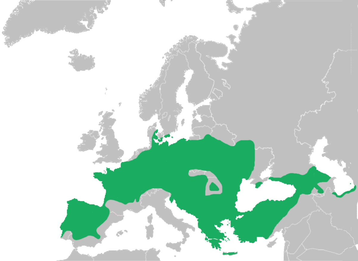 Mapa Hyla arborea.png