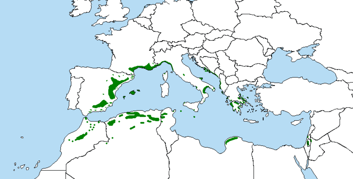 Mapa-pinus-halepensis1.png