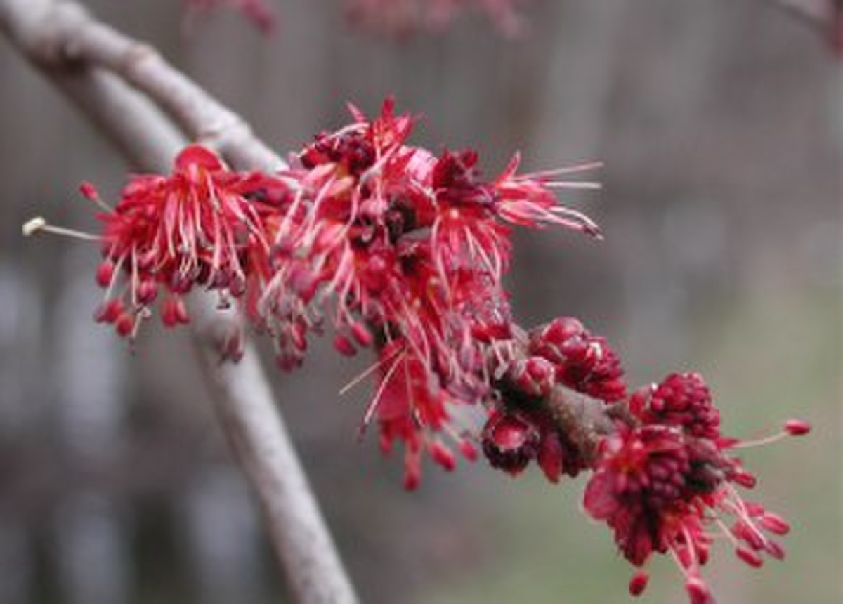 Fleurs de l'érable rouge