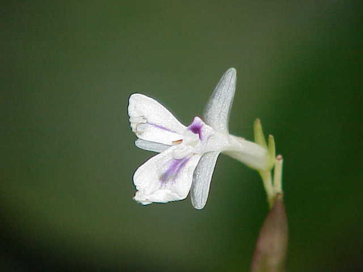 Maranta