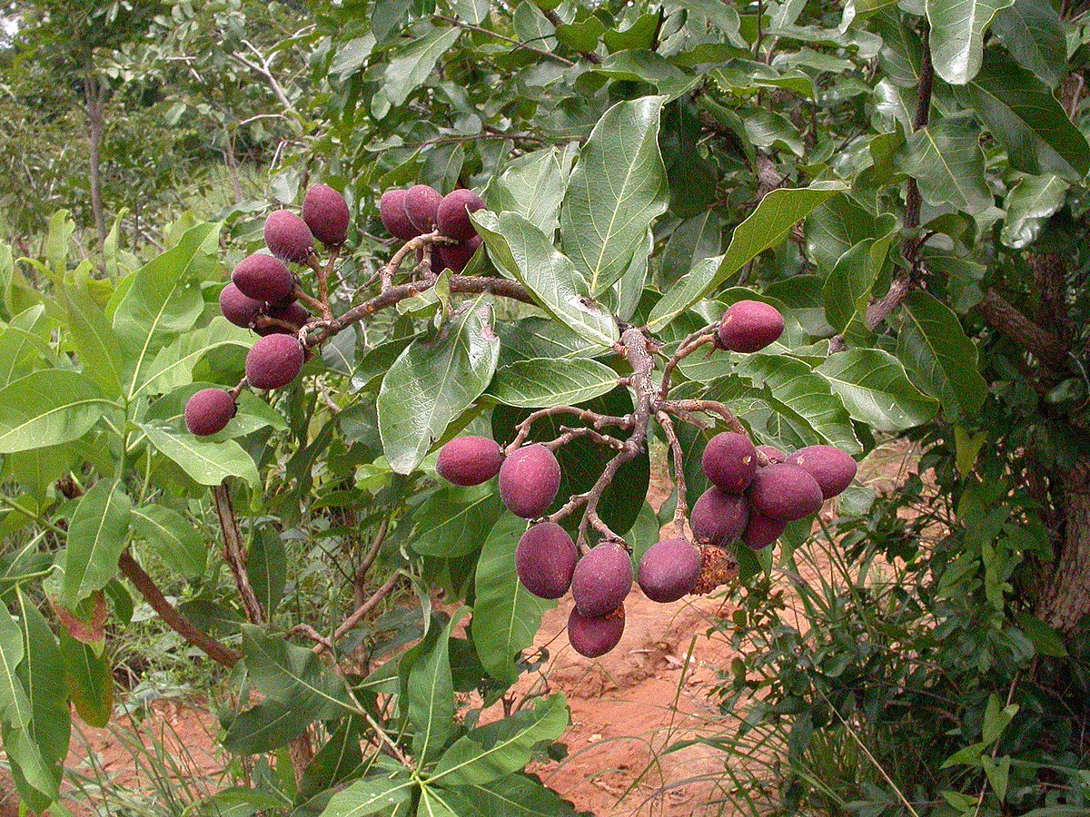 Chrysobalanaceae