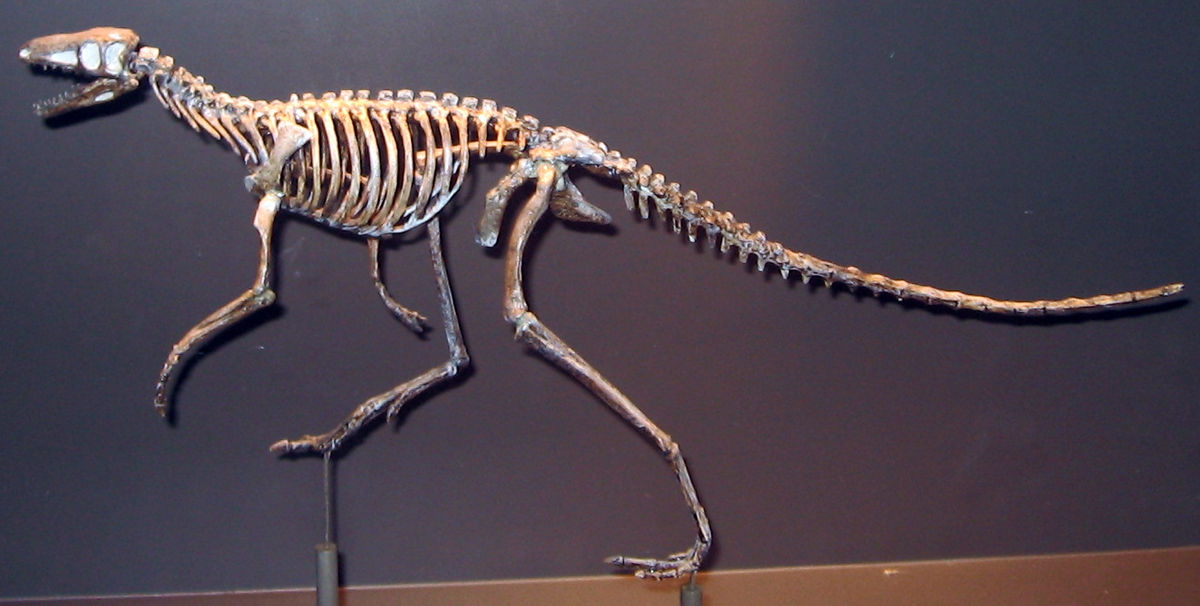 Ornithodira
