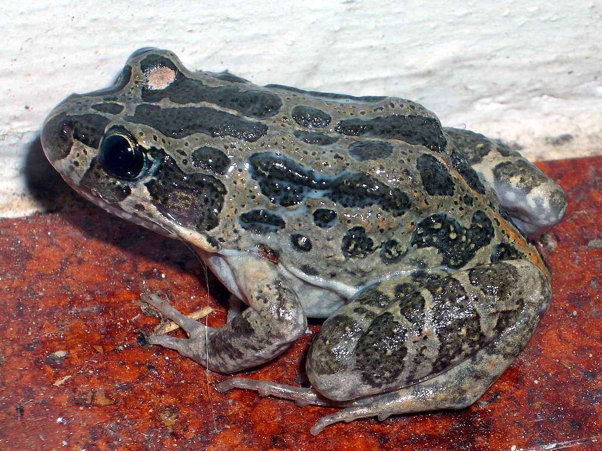 Limnodynastes convexiusculus