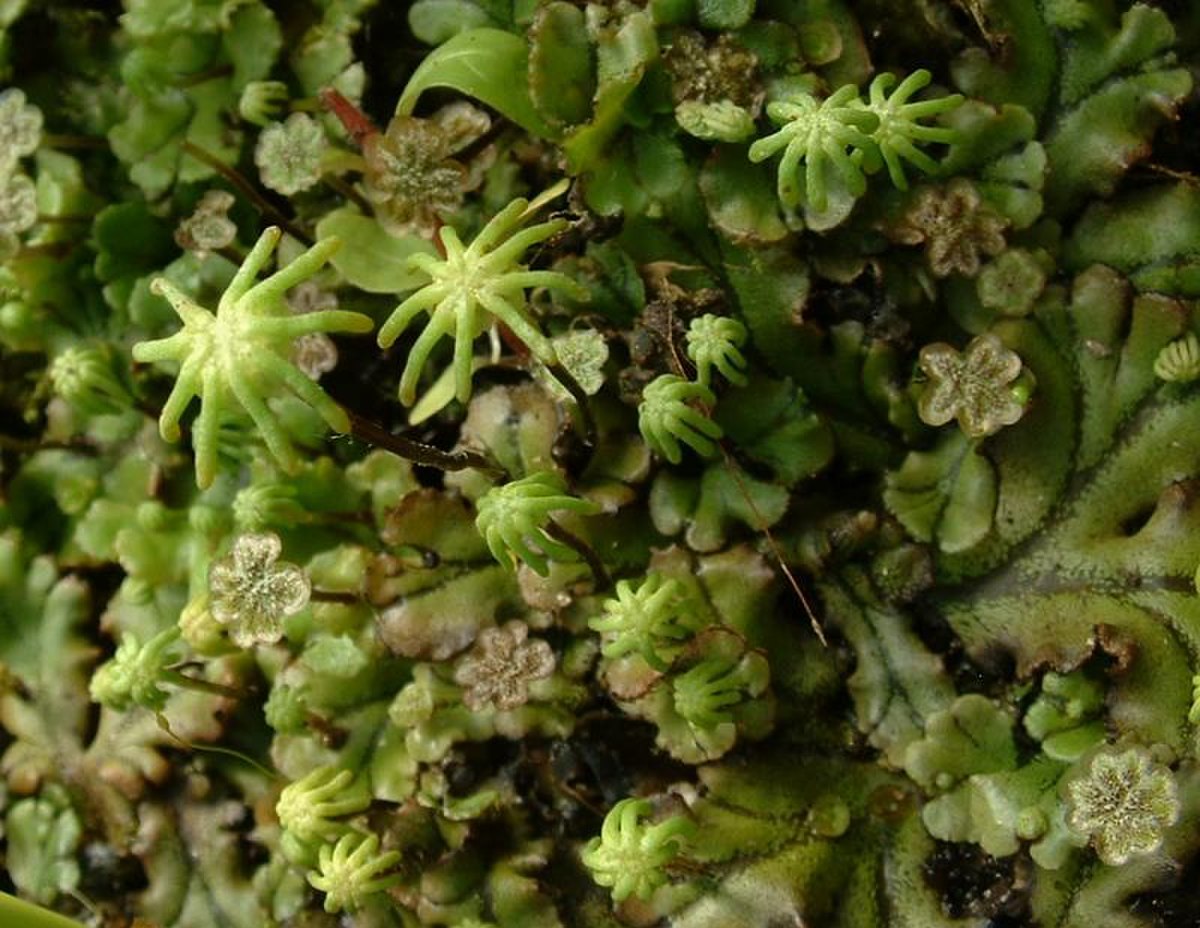 Hepaticophyta