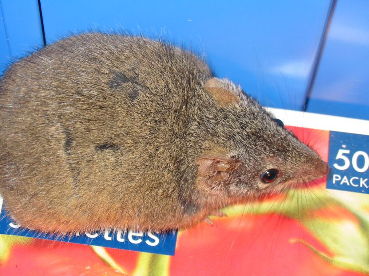 Antechinus flavipes