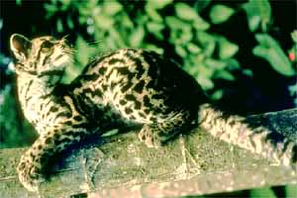 Leopardus