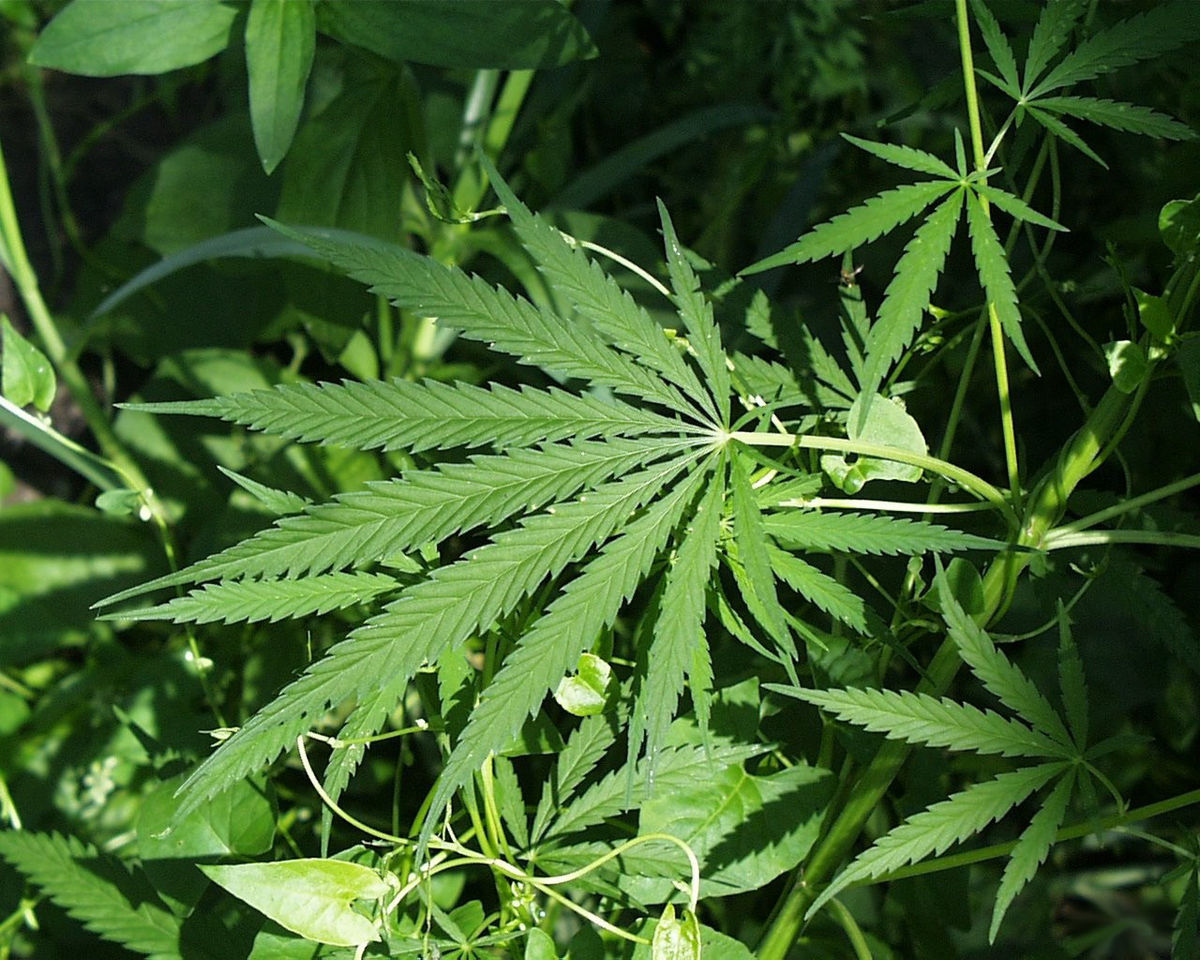 Effets du cannabis sur la santé
