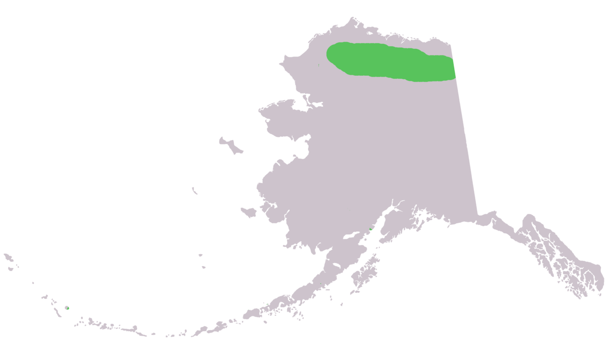 Marmota broweri range in ak.png
