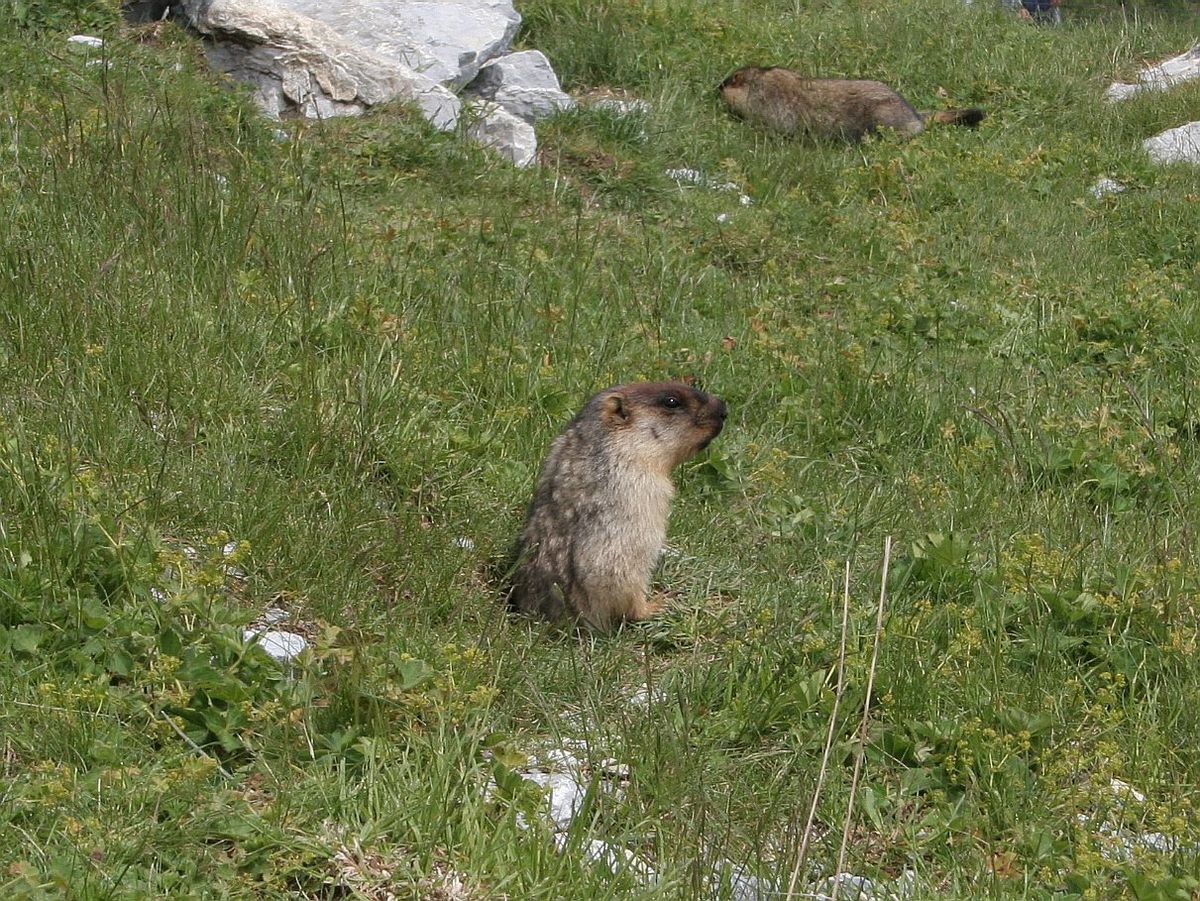 Marmota camtschatica