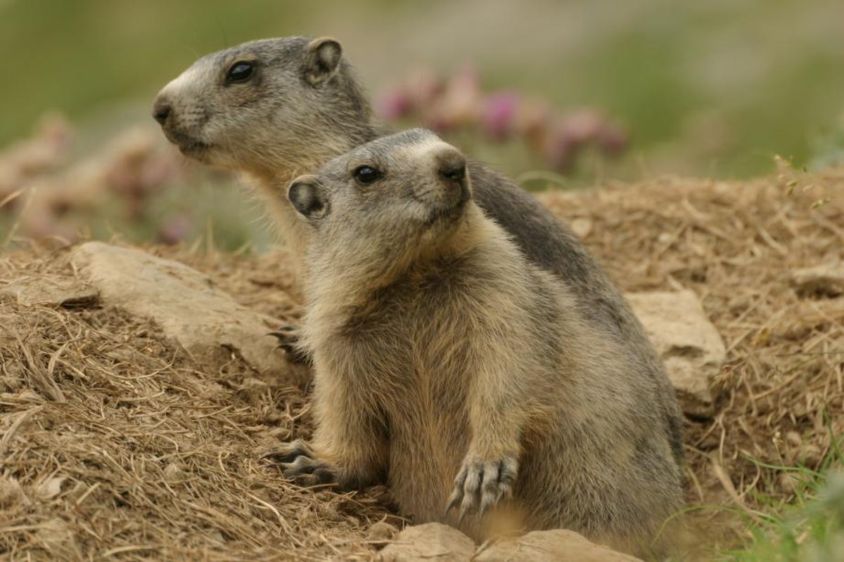Marmotte