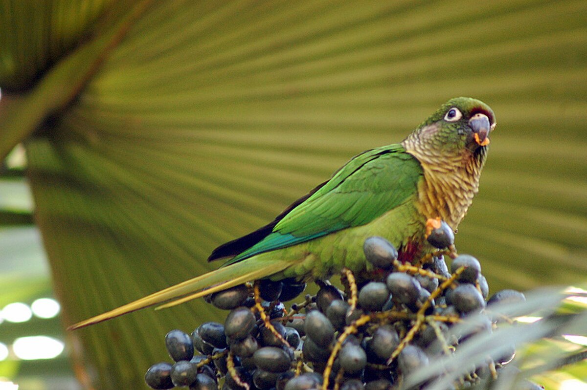 Conure de Vieillot