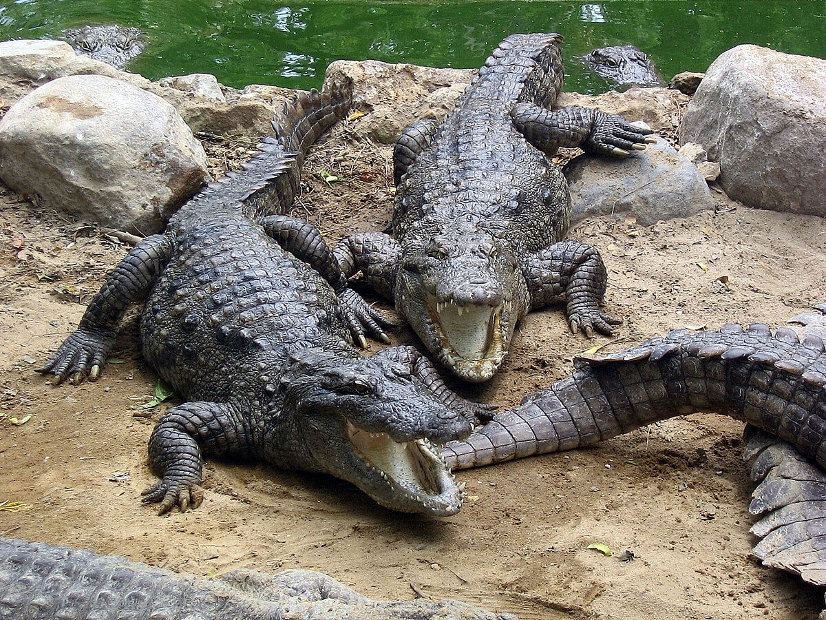 Madras Crocodile Bank Trust
