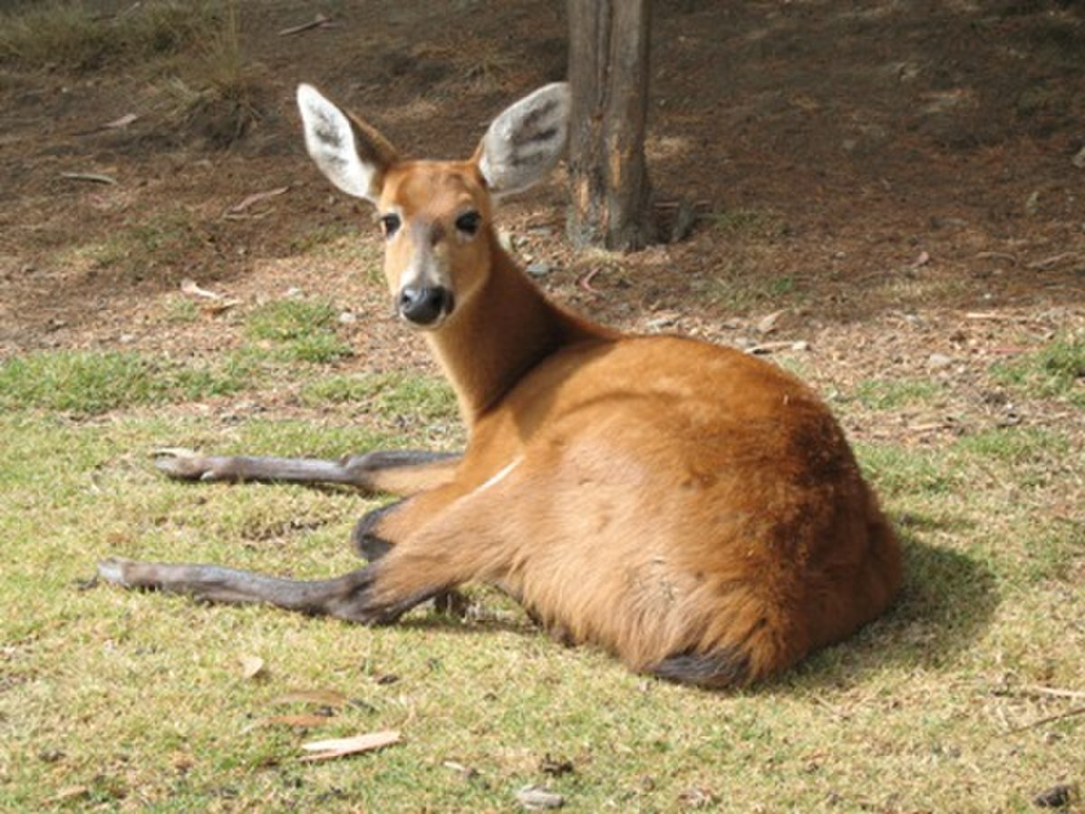 Cerf des marais