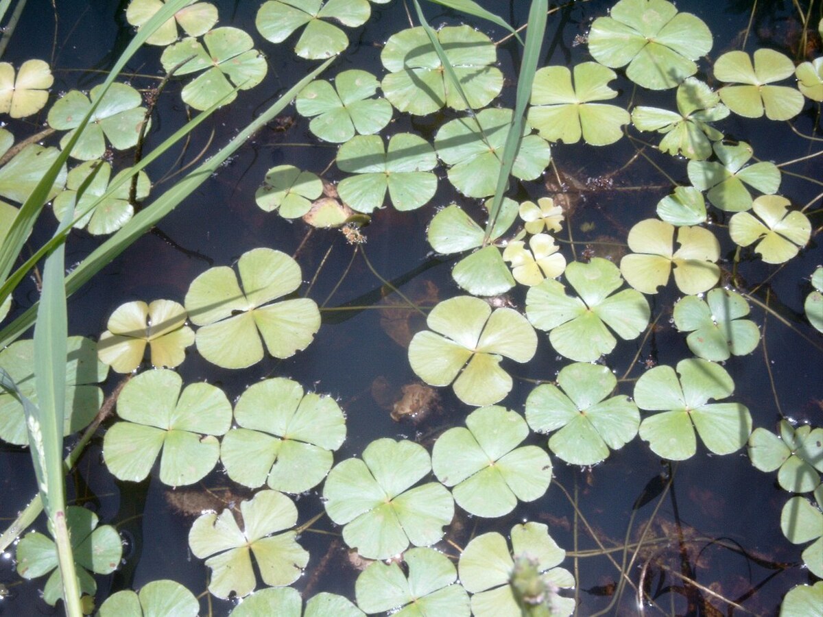 Marsilea