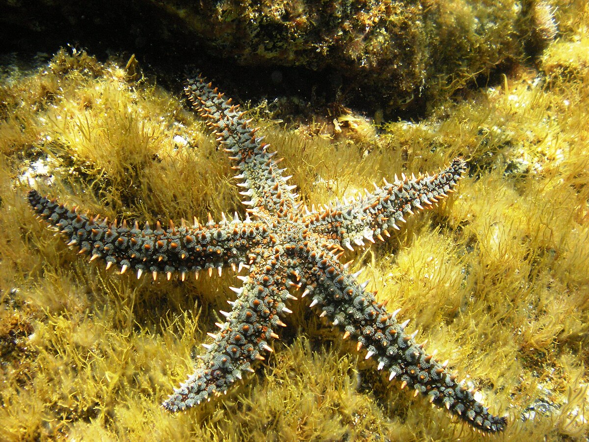 Marthasterias glacialis