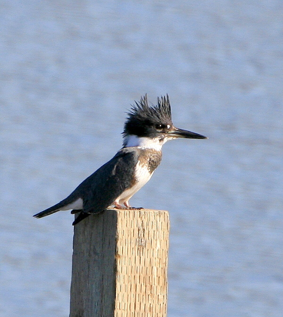 Martin-pêcheur d'Amérique