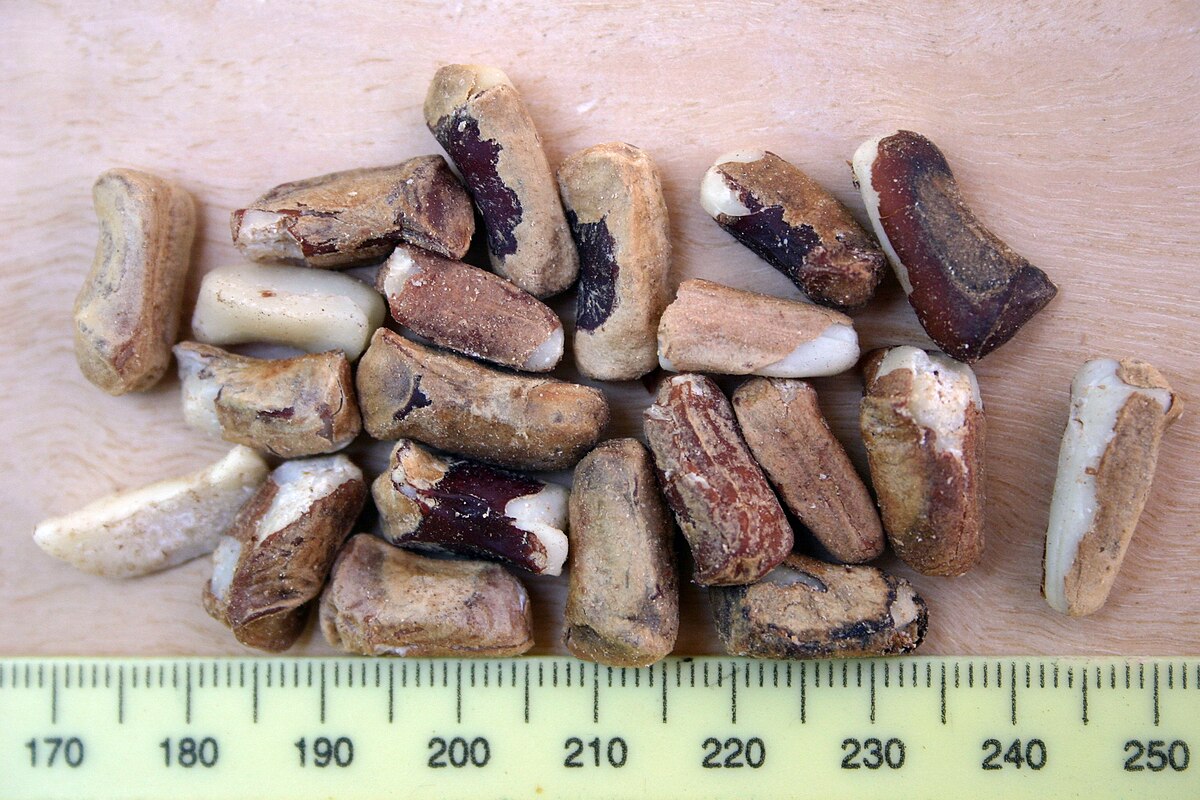 Graines de Marula