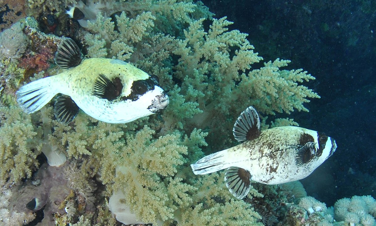 Arothron diadematus