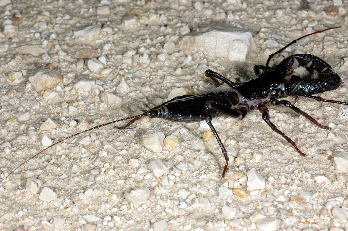 Mastigoproctus