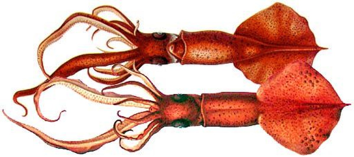 Mastigoteuthidae