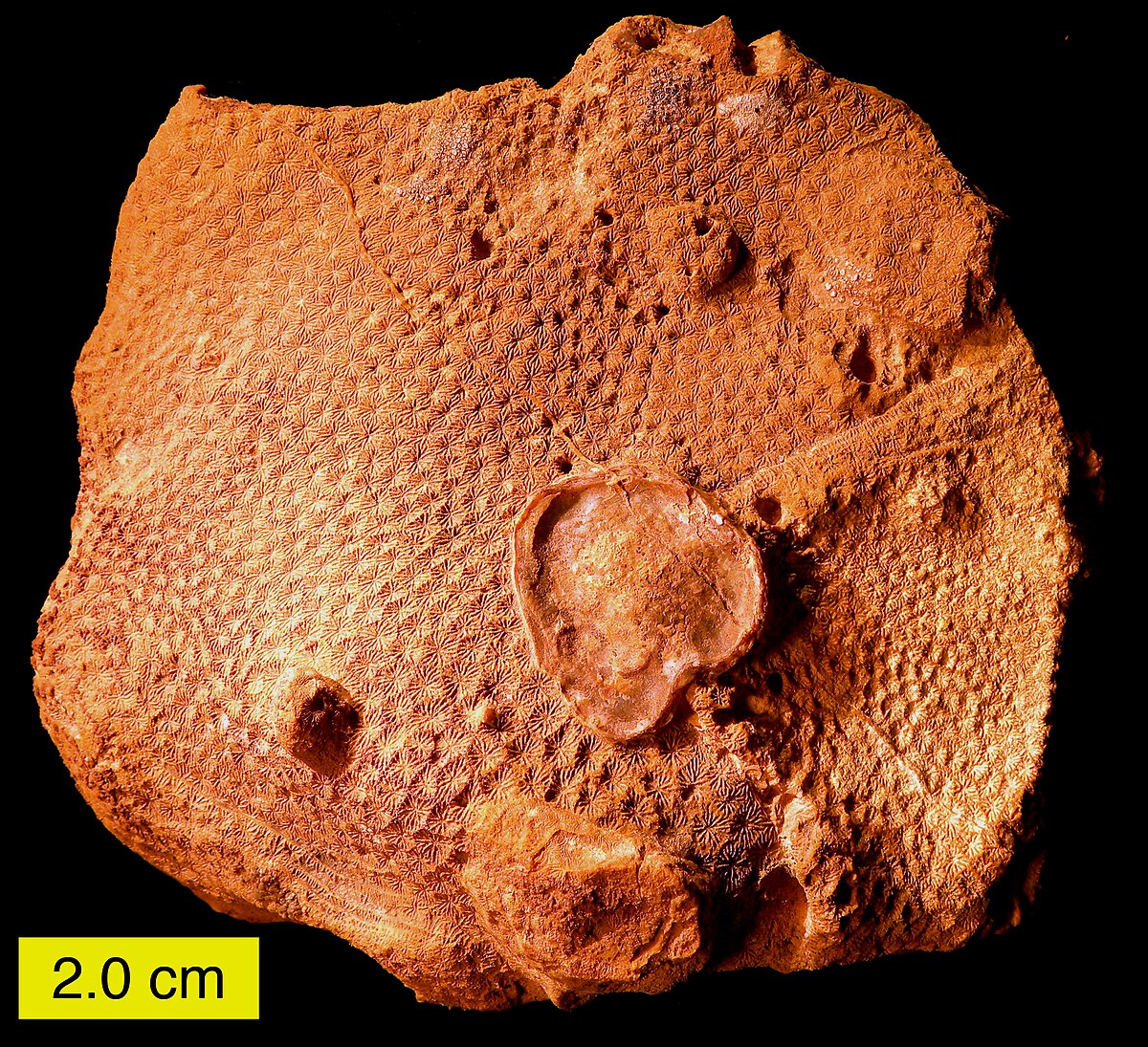 MatmorScleractinian.JPG