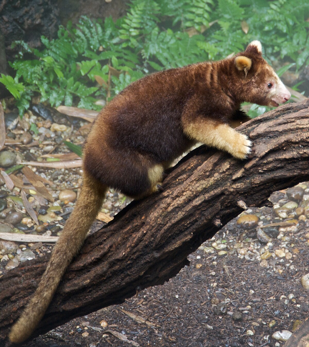 Matschies tree kangaroo Dendrolagus matschiei at Bronx Zoo 1 cropped.jpg
