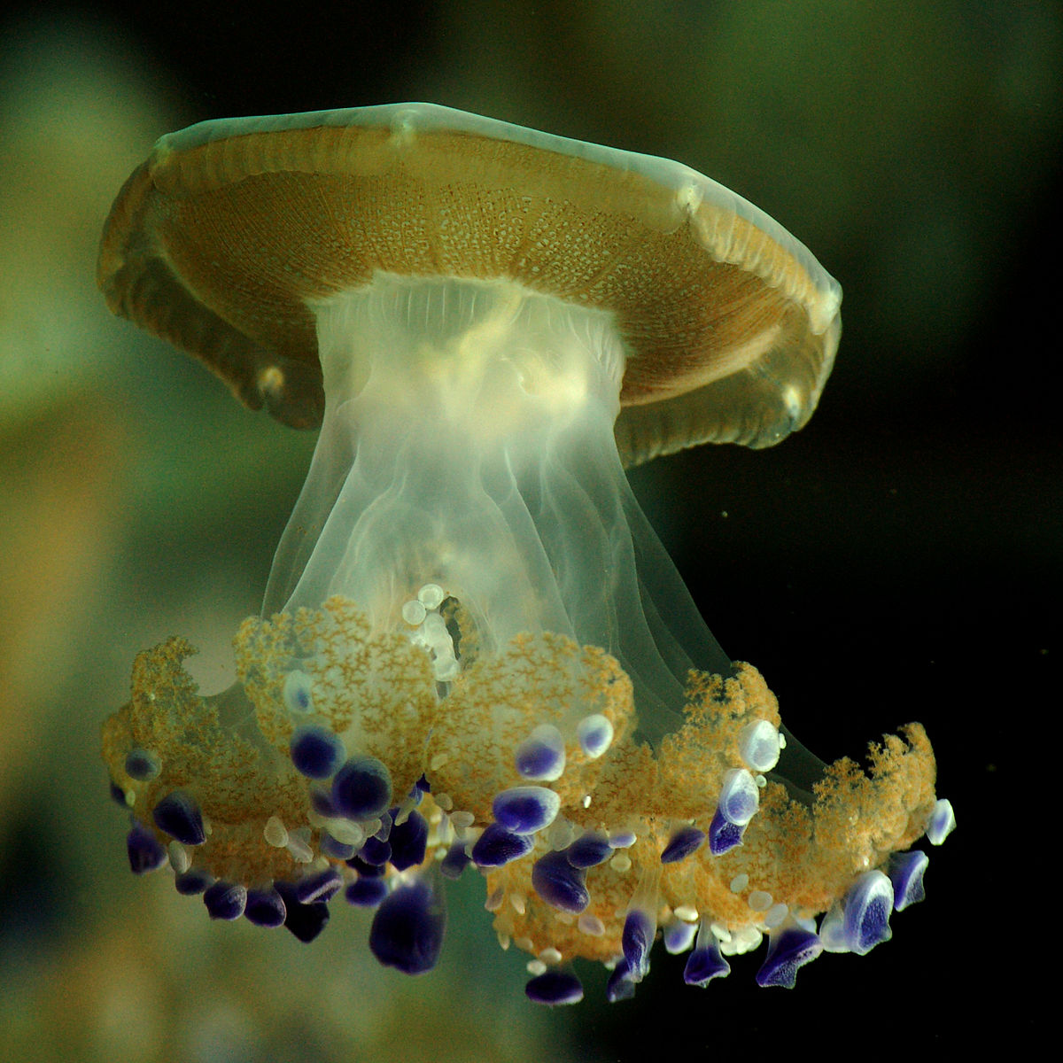 Matt knoth - underwater atomic blast (by).jpg