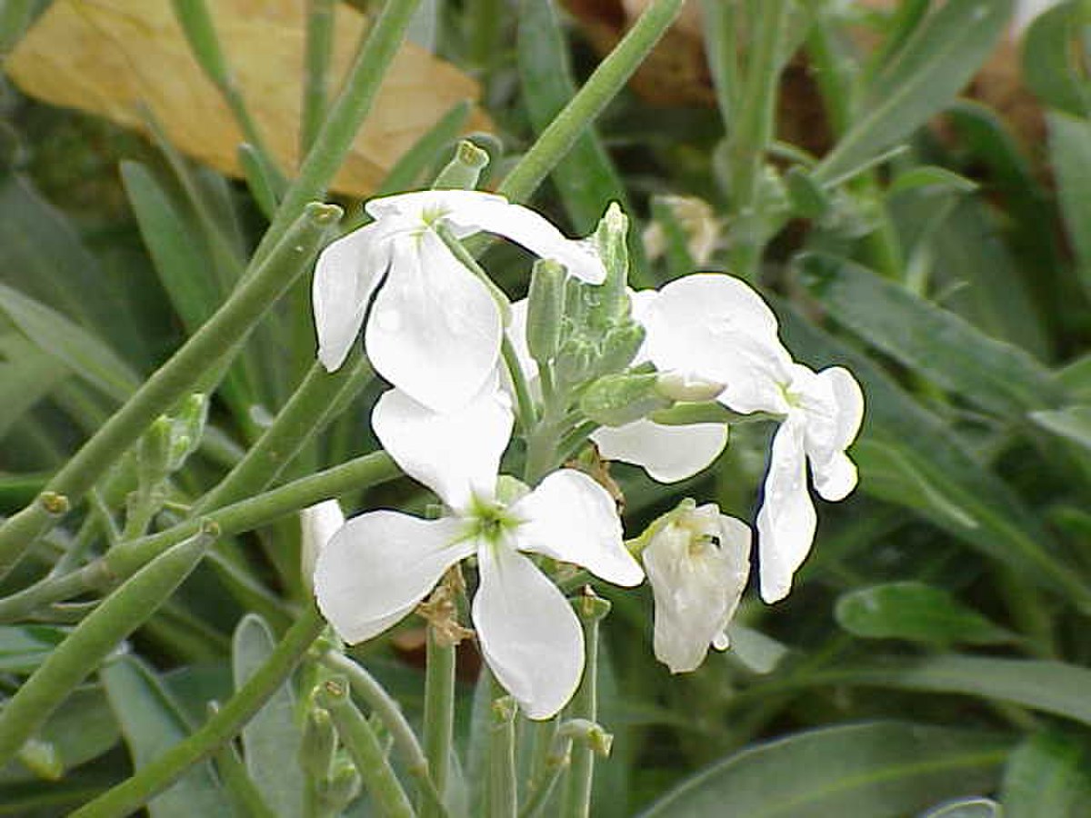 Brassicaceae