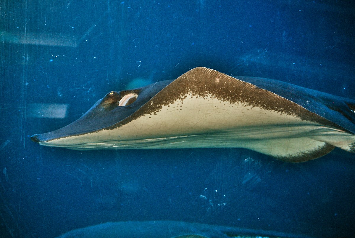 Dasyatis lata