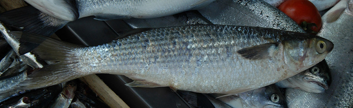Chelon labrosus