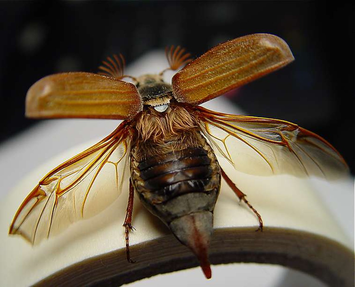 Hanneton commun (Melolontha melolontha)