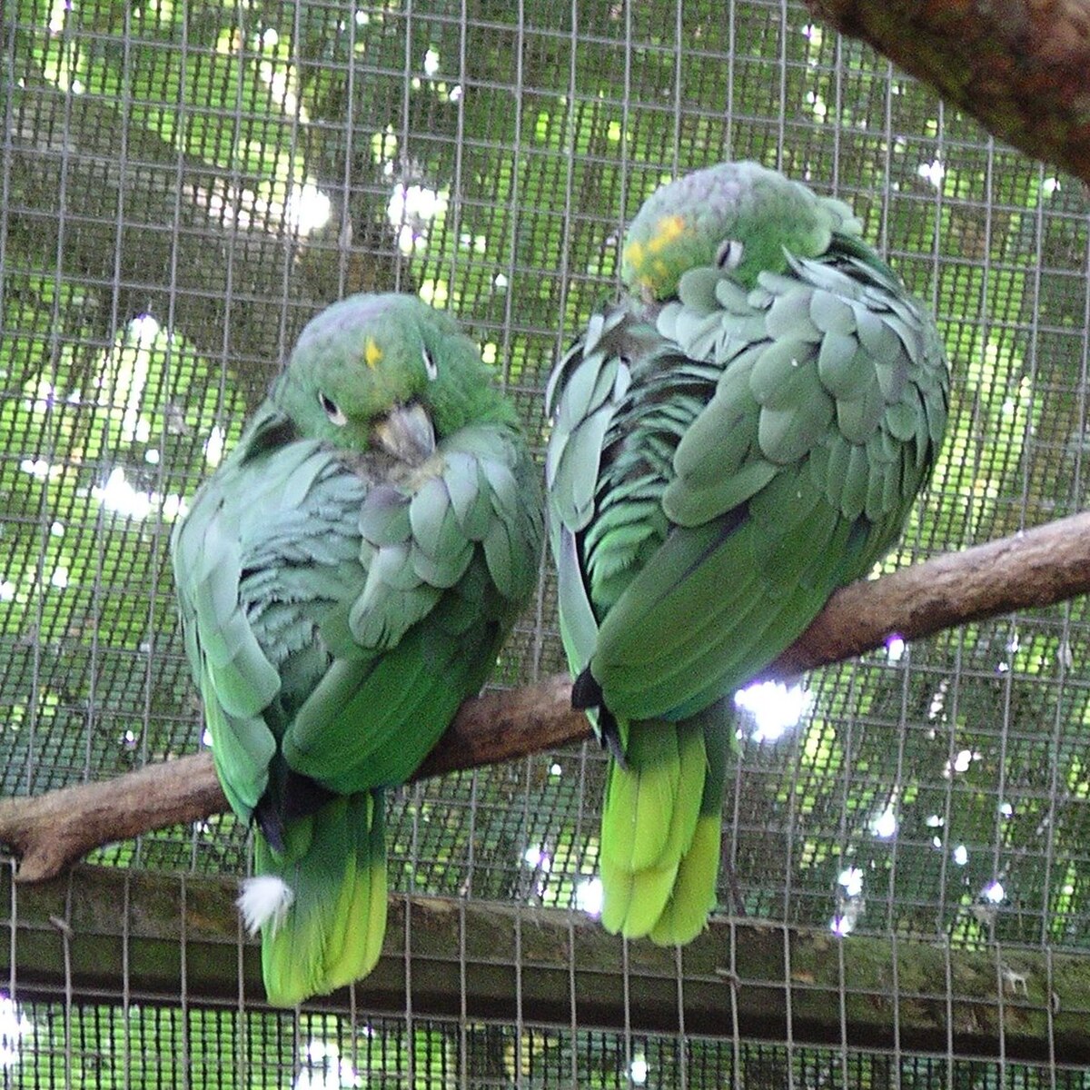 Amazone poudrée