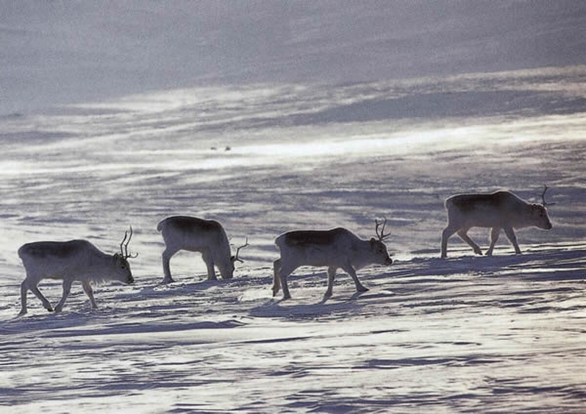 Caribou de Peary