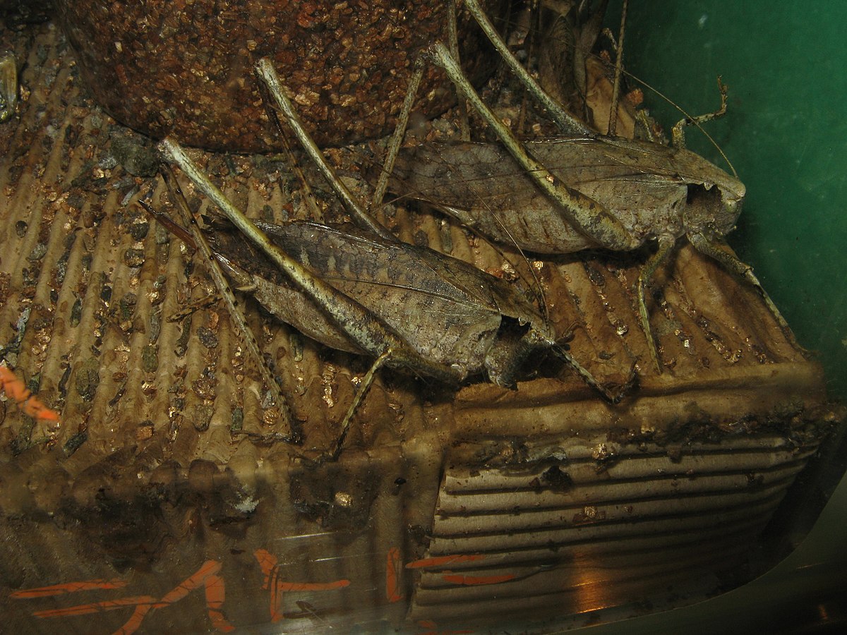 Mecopodinae