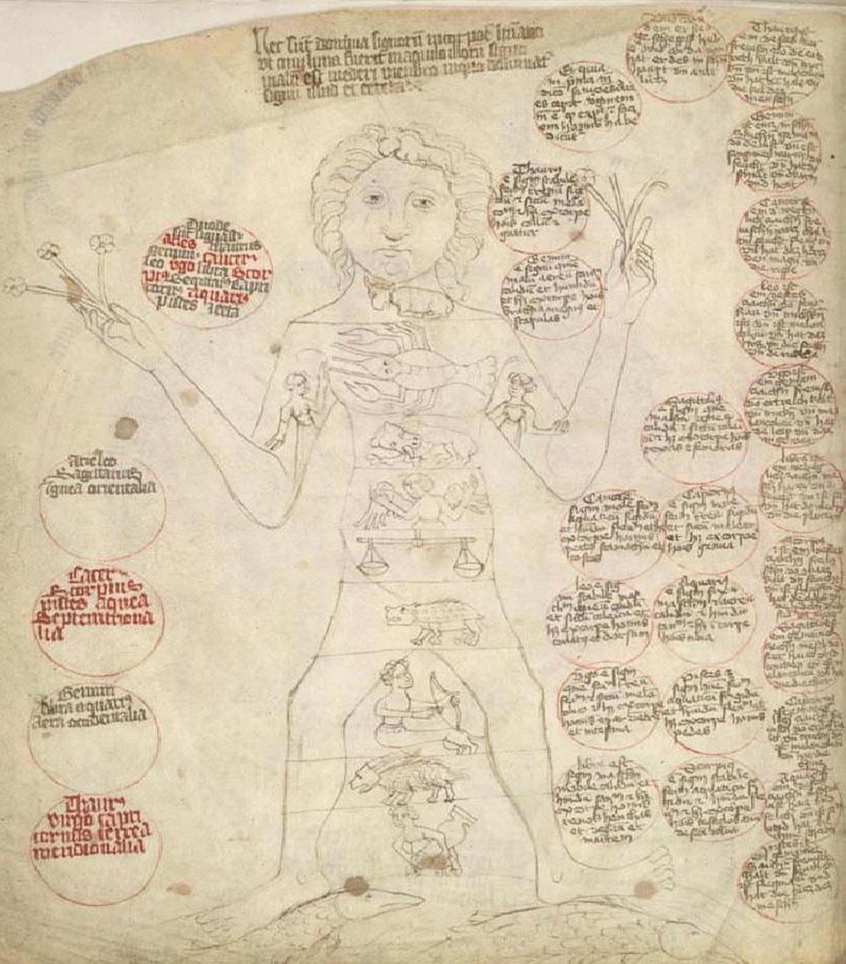 Medical Astrology-Man.jpg