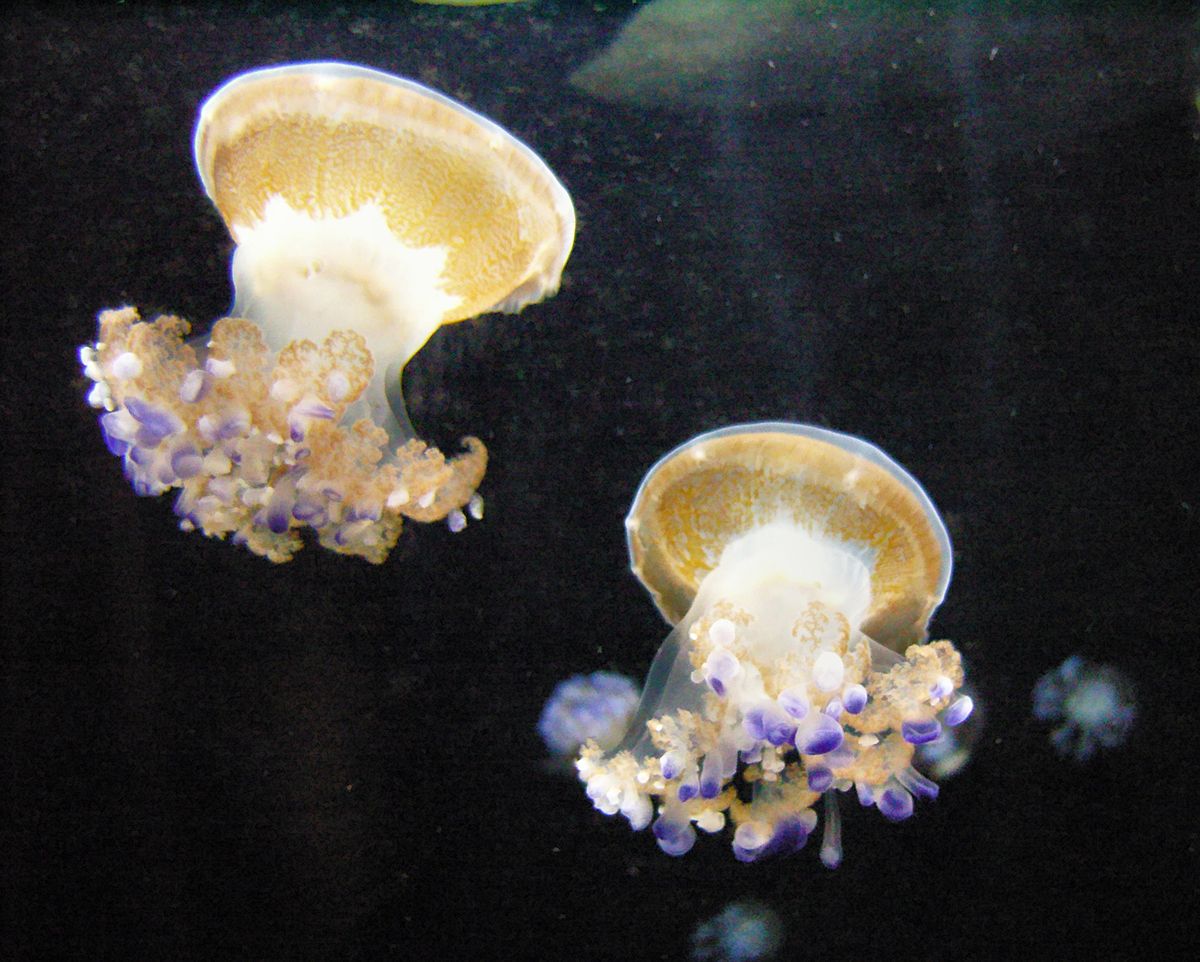 Mediterranean Jellyfish 1.jpg