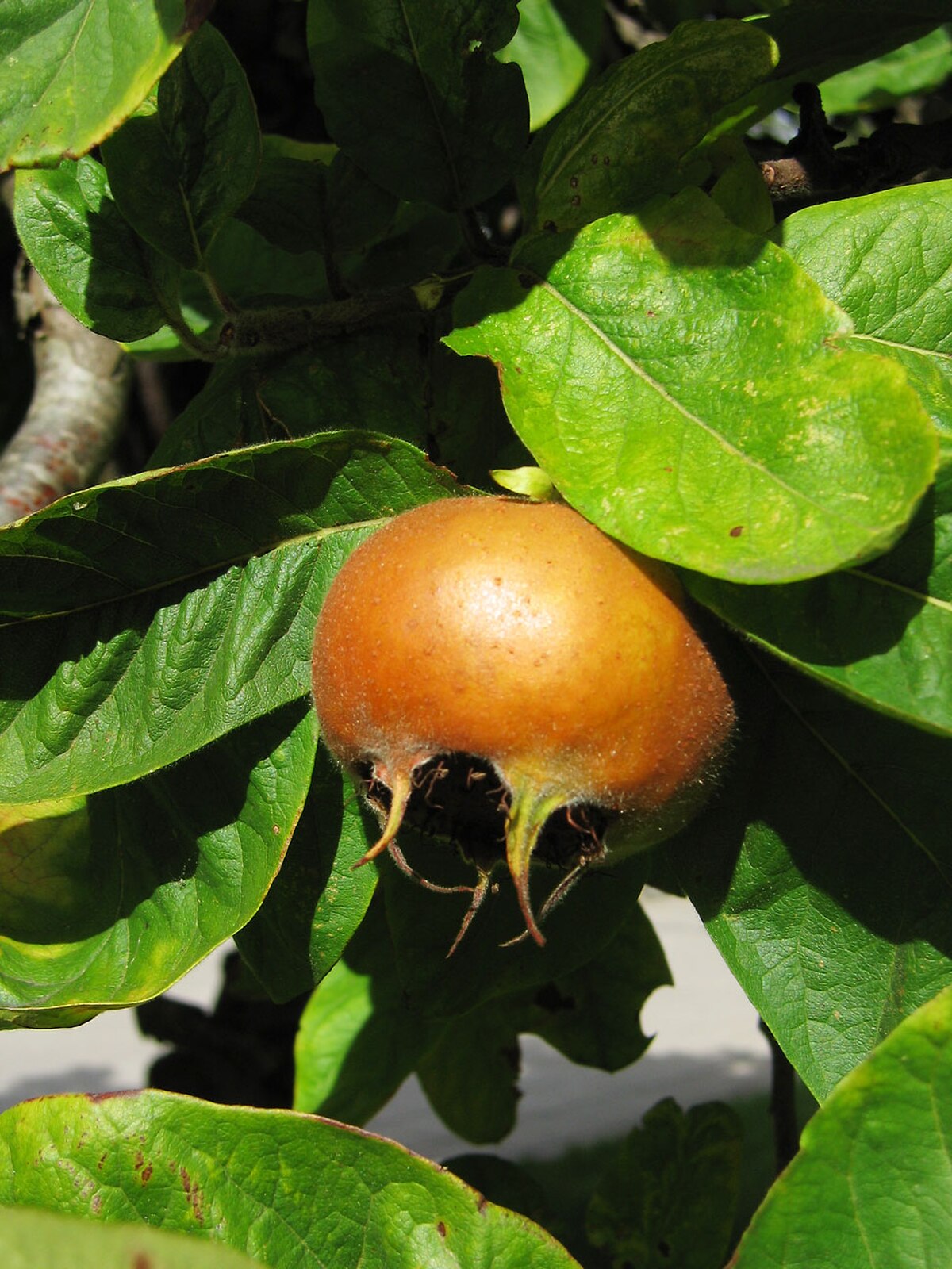 Fruits