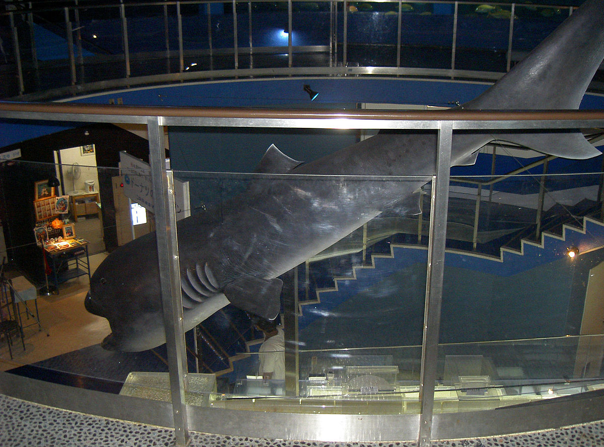 Requin grande gueule