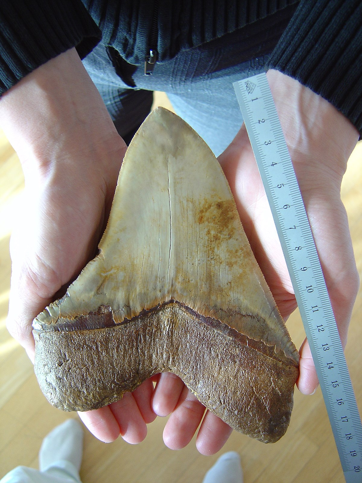 Mégalodon
