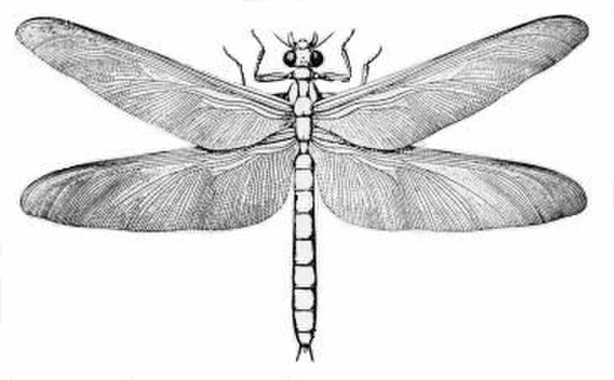 Méganeura