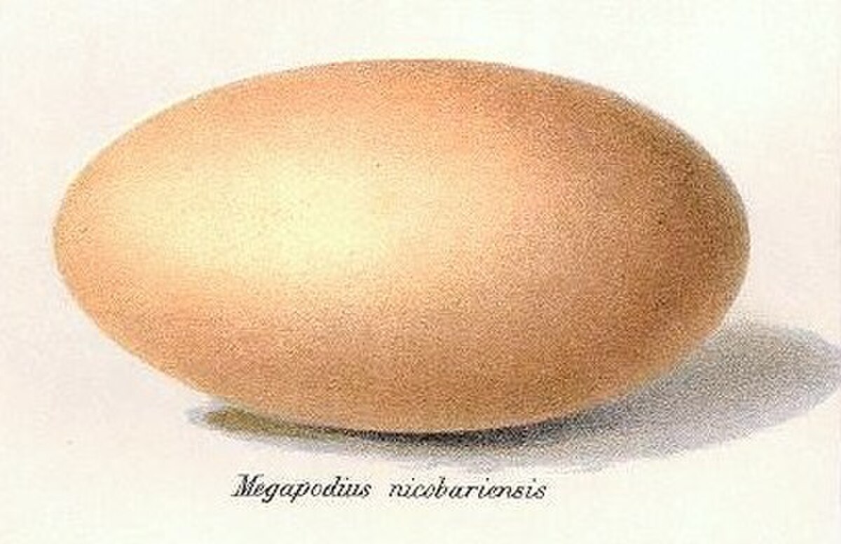 Mégapode des Nicobar