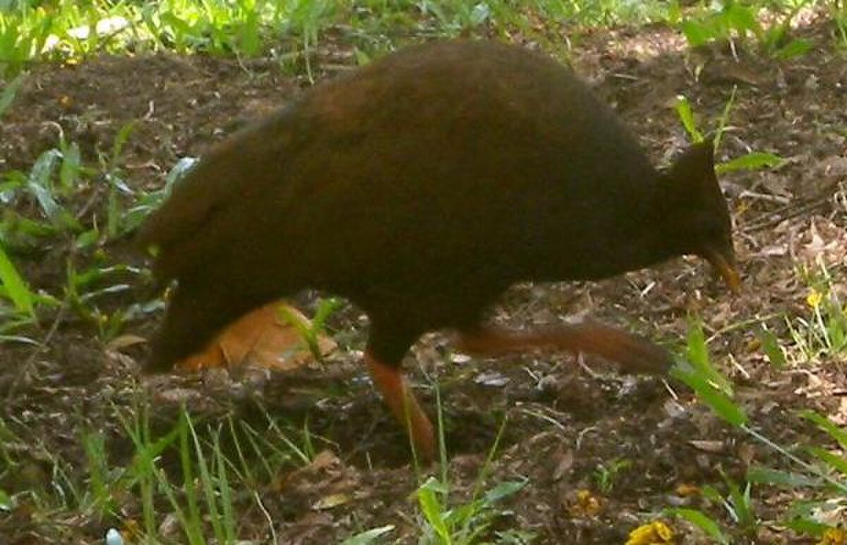 Megapodius