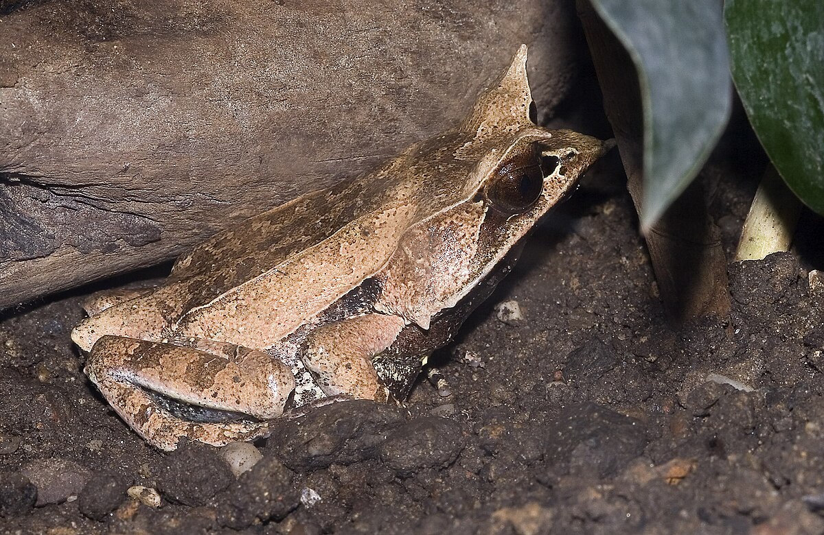 Megophrys nasuta