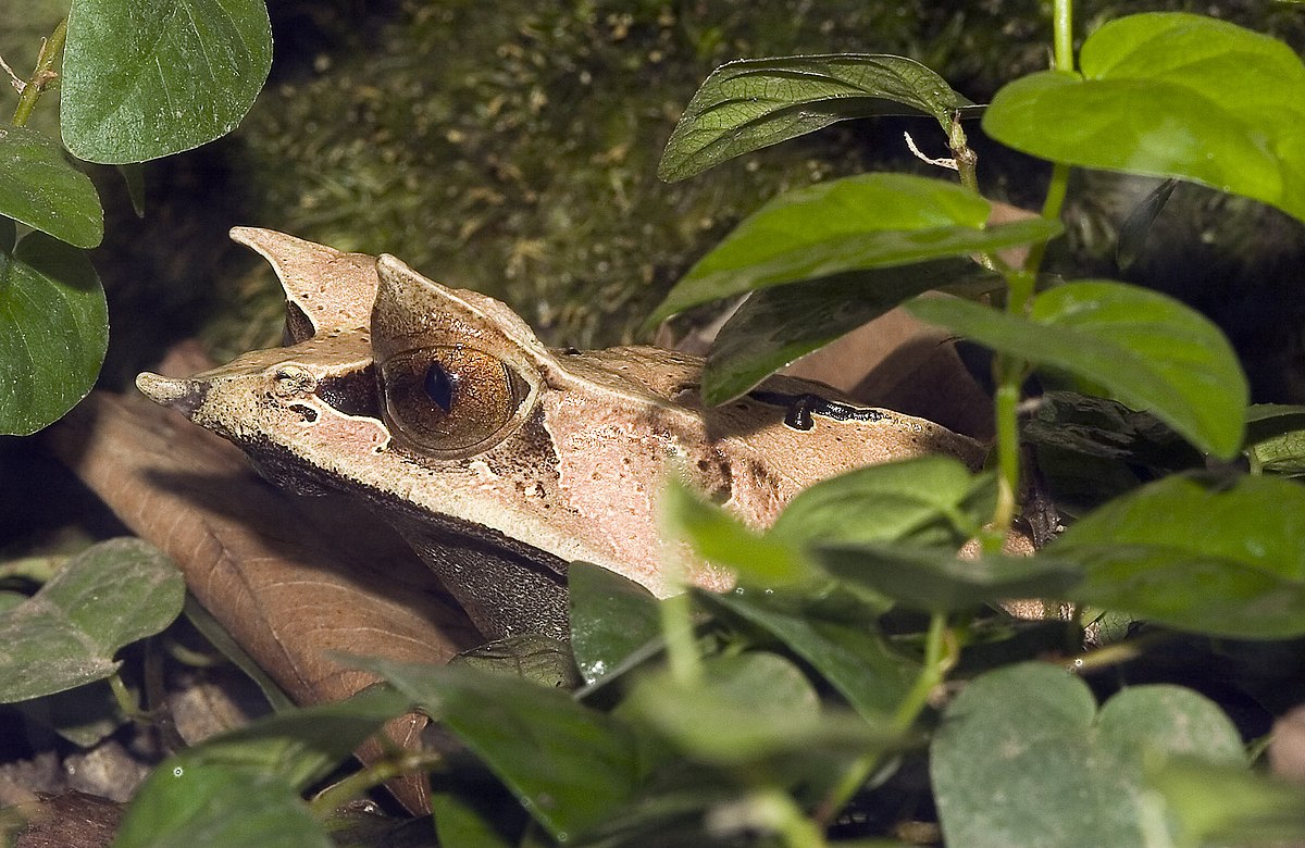 Megophryidae