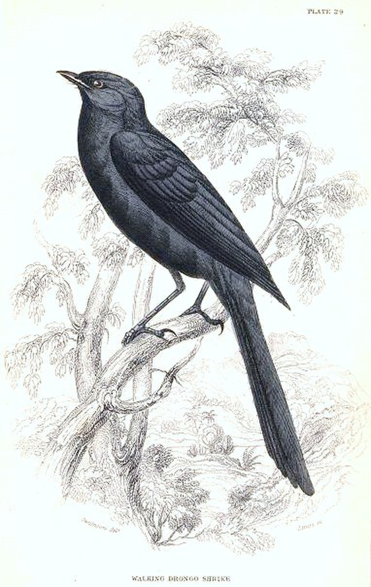 Gobemouche drongo