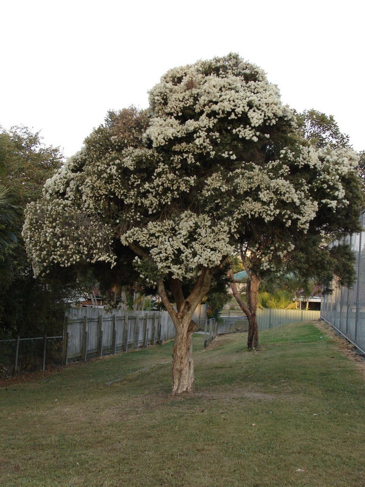 Melaleuca linariifolia