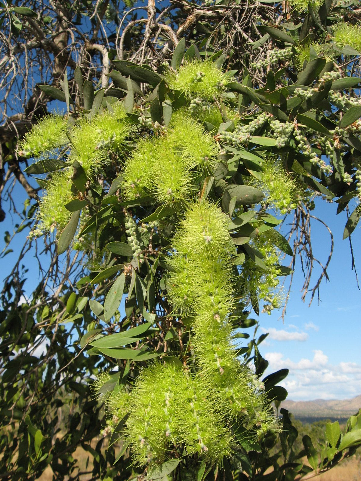 Melaleuca
