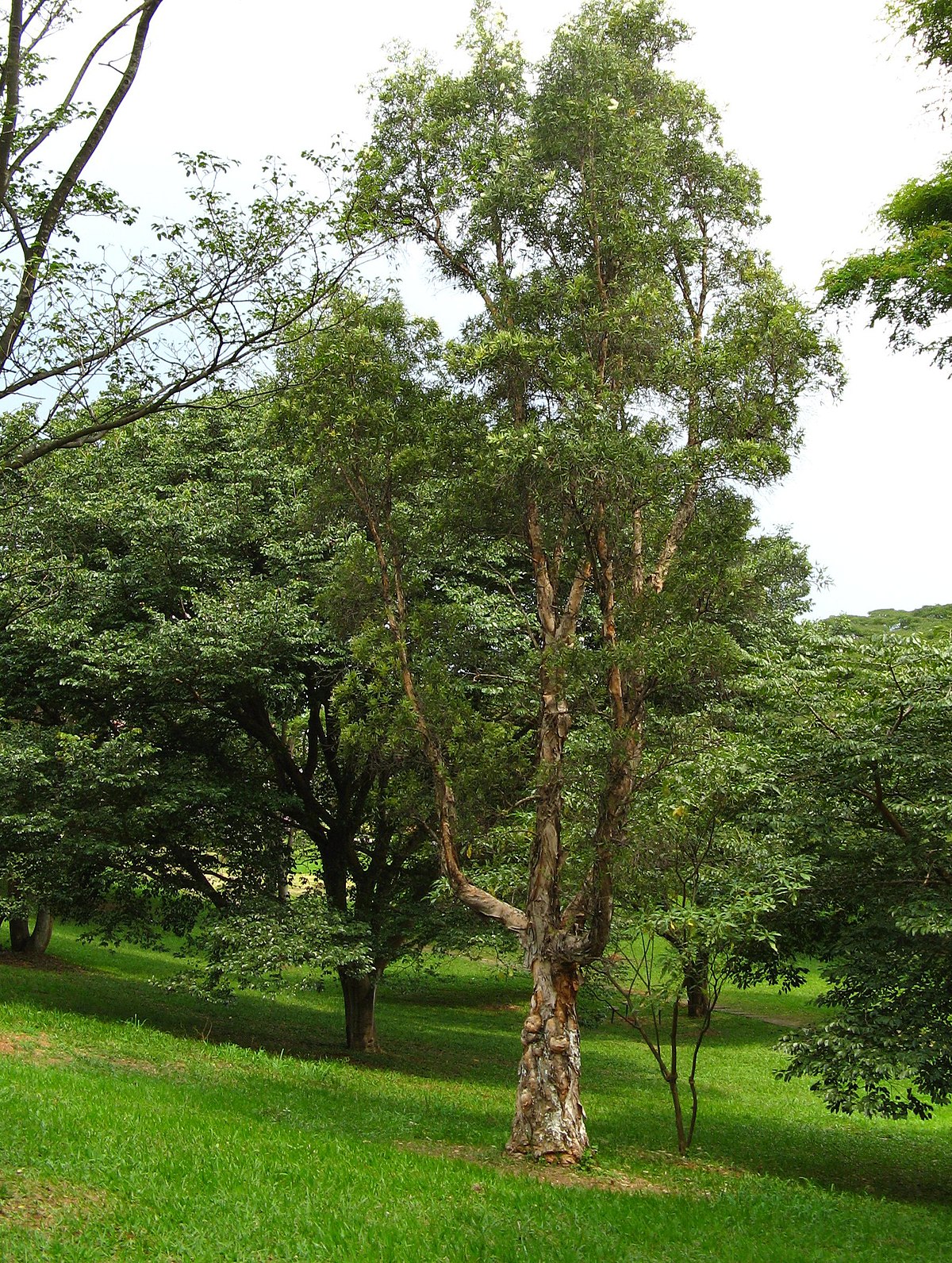 Niaouli
