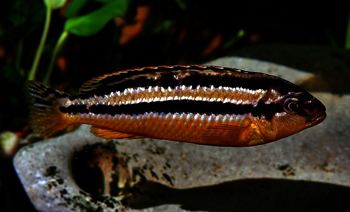 Melanochromis